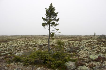 This is one of the oldest living trees in the world