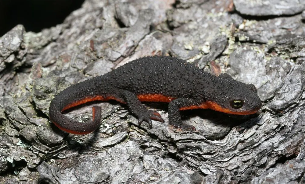 orange salamander poisonous