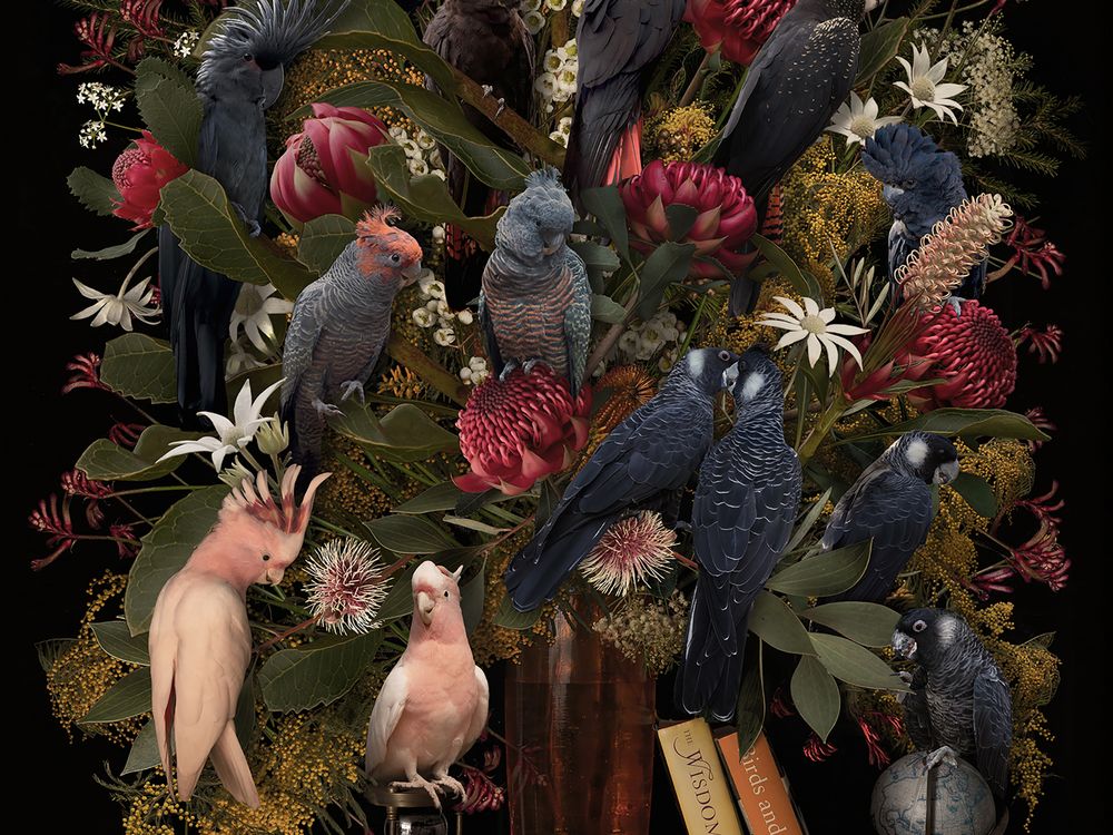 Fading Feathers, a story of threatened species | Smithsonian Photo ...