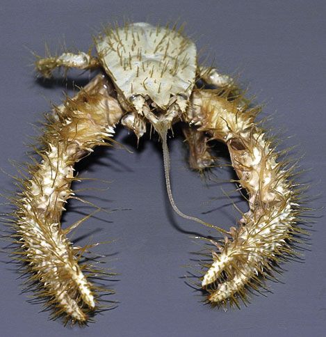 Yeti Crab