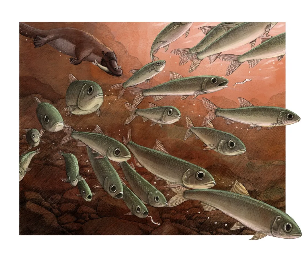 Drawing of lots of small silvery fish