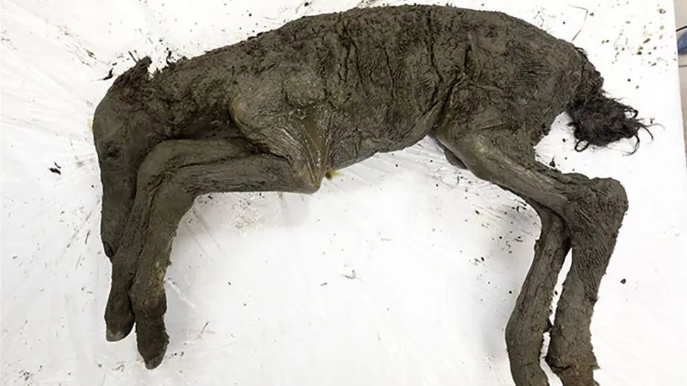 Scientists Extracted Liquid Blood From 42,000-Year-Old Foal Found in  Siberian Permafrost | Smart News| Smithsonian Magazine