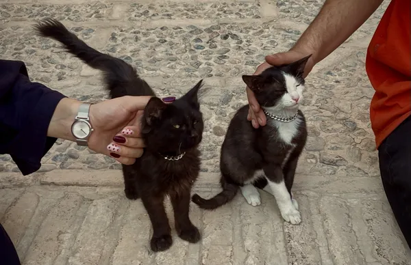 Hands which give love thumbnail