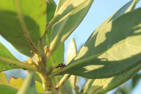 Unripe ladybug thumbnail