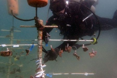 Smithsonian Conservation Biology Institute scientist Mike Henley dives at a coral nursery where brown rice coral and blue rice coral grow.