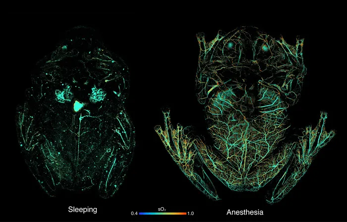 Image of a sleeping frog vs frog under anesthesia