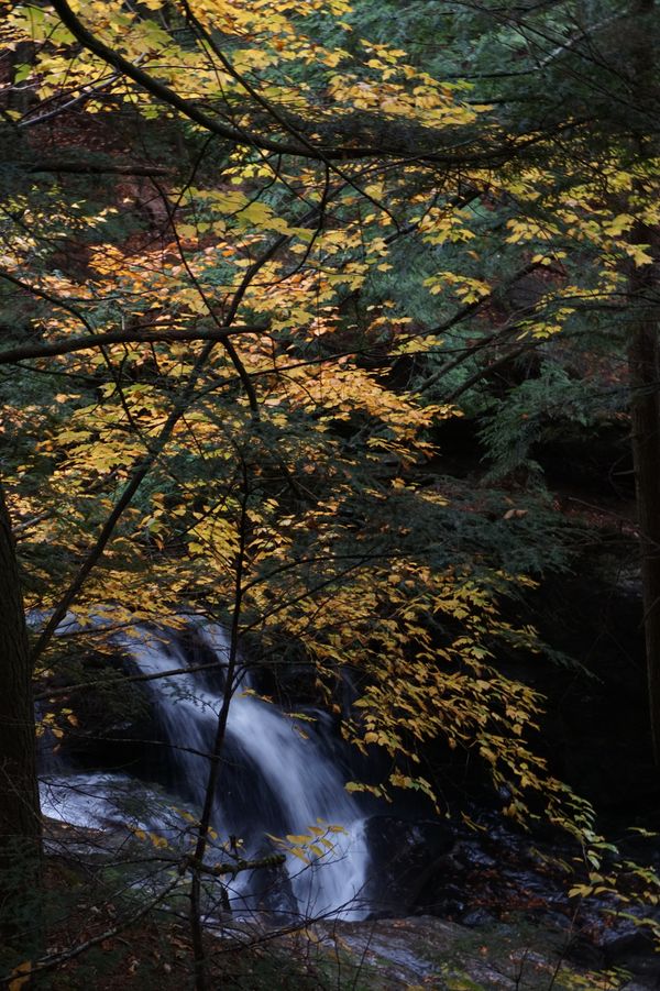 Autumn trees overlook Bingham Falls. thumbnail