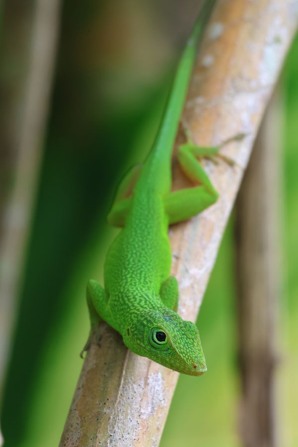 Brilliant Green: A quizzical Graham's anole thumbnail