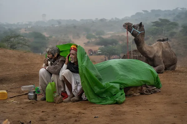 Camel Seller thumbnail