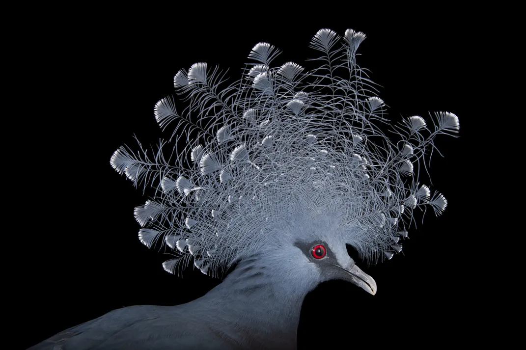 a blue pigeon looking to the right with peacock-like feathers coming from its head in an arc
