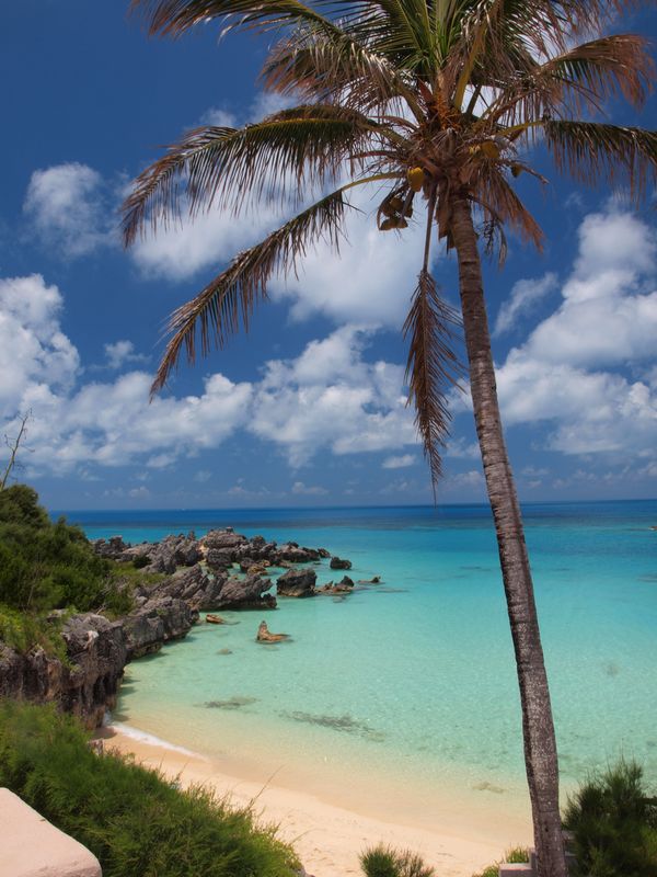 Palm over Achilles Bay Beach, St. Georges Bermuda thumbnail