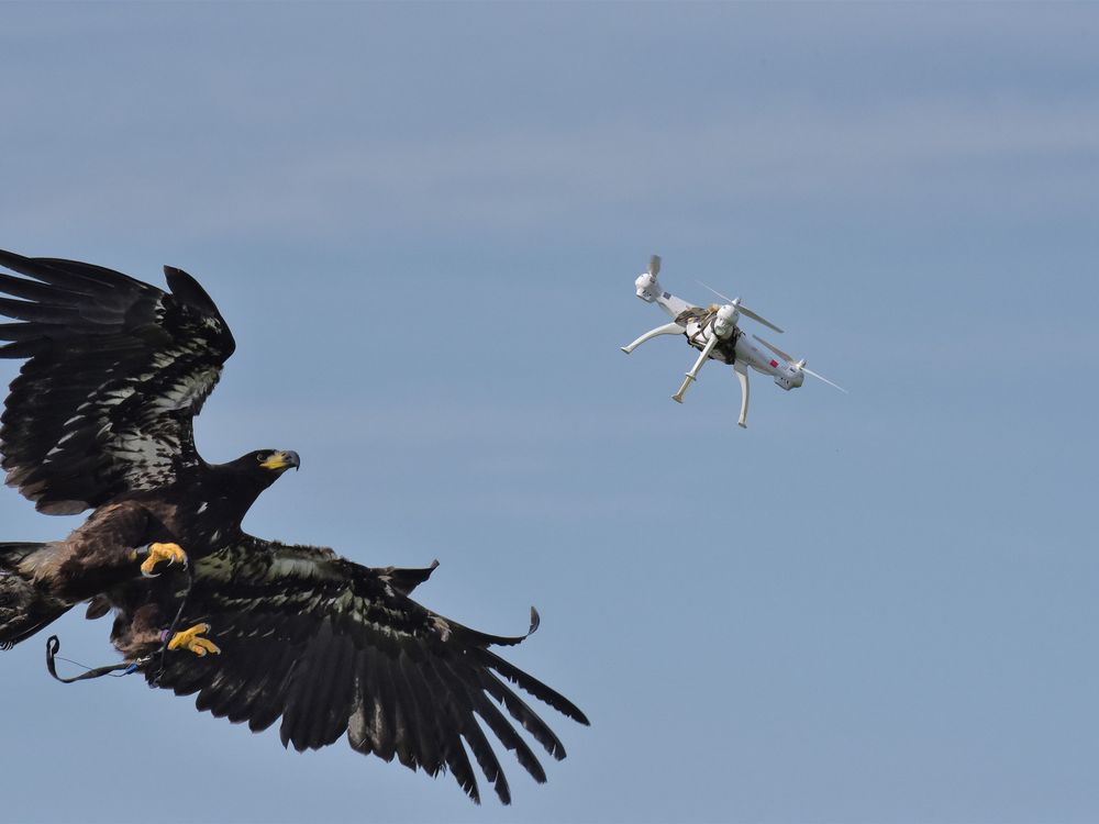 Eagle Vs. Drone