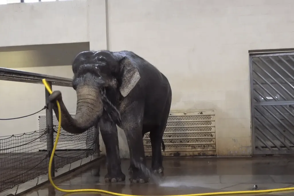 Moving image of elephant using a yellow hose