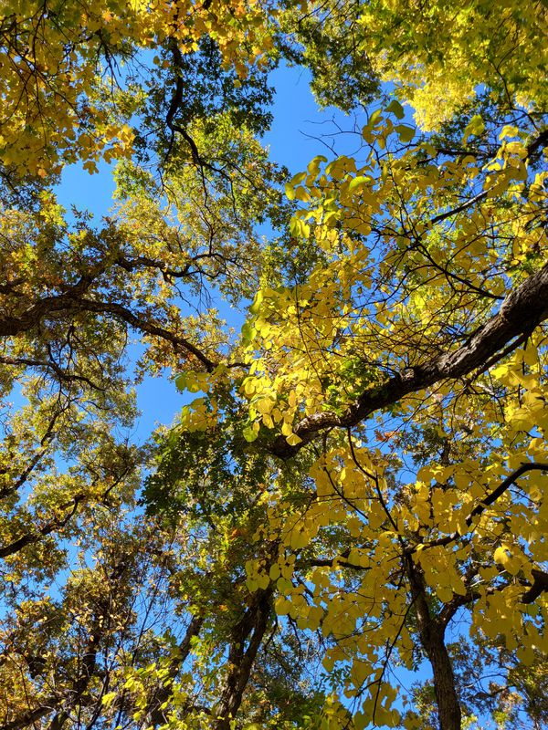 The blue Oct. sky and fall trees thumbnail