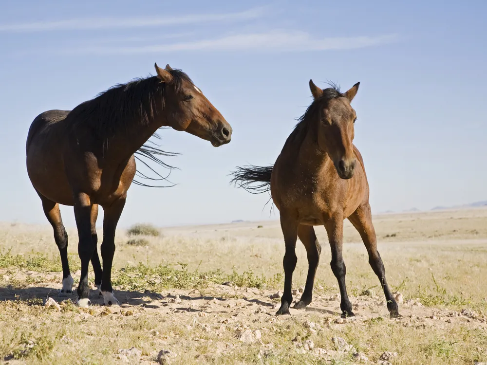 Two horses in a field