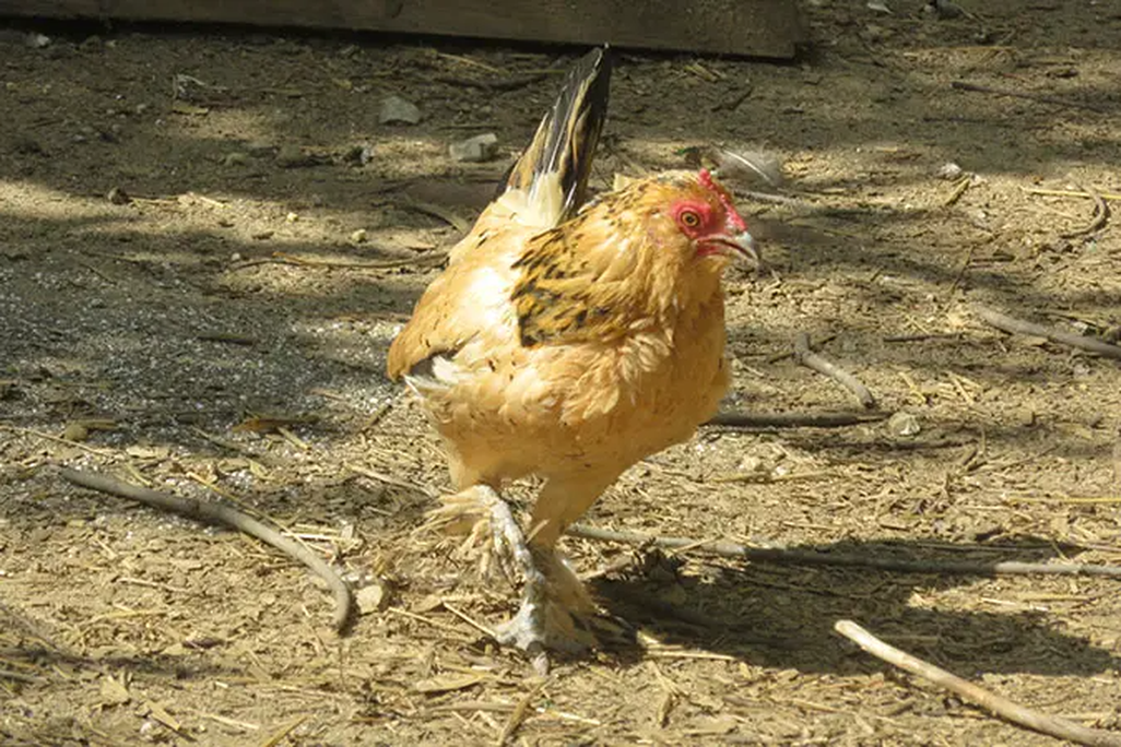 Chicken standing outside on straw
