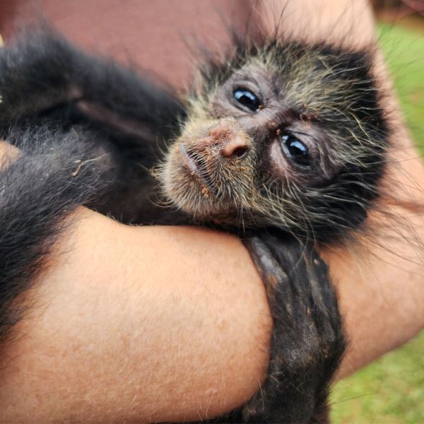 Gentle Eyes of the Rainforest thumbnail