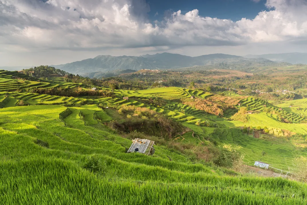 Rice fields on Flores Island, one of Indonesia's Lesser Sunda Islands