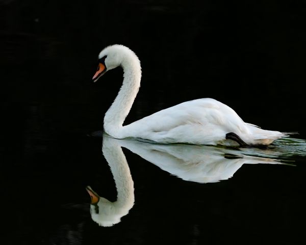 Swan at dusk thumbnail