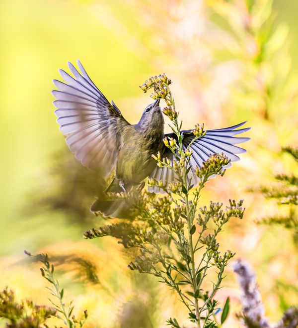 Orange-crowned Warbler thumbnail