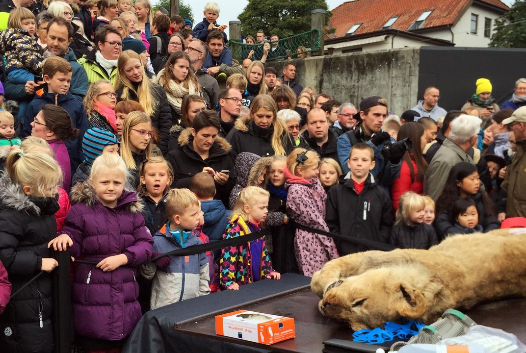 Why A Denmark Zoo Publicly Dissected A Lion Smart News Smithsonian Magazine