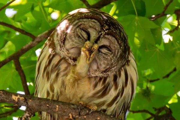Owl Scratching an Itch thumbnail