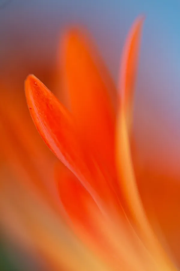 Garden of Dreams 15 thumbnail