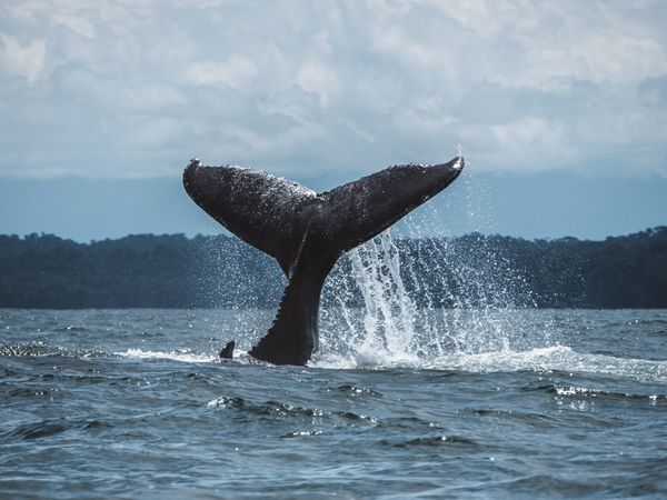 big fluke of the Colombian Pacific thumbnail