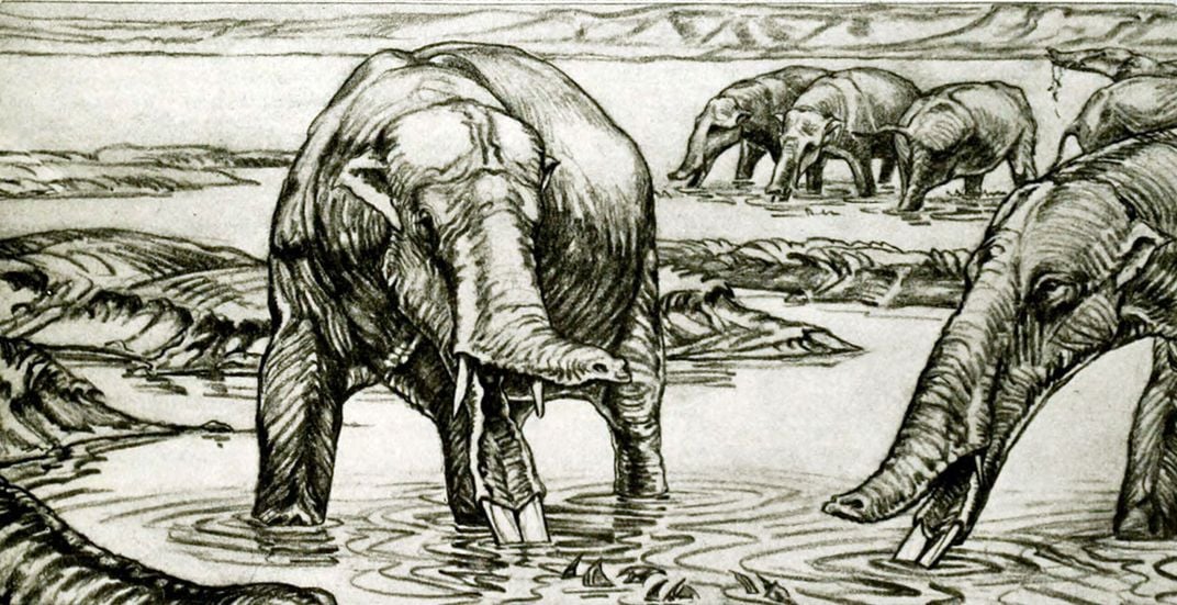Amebelodon