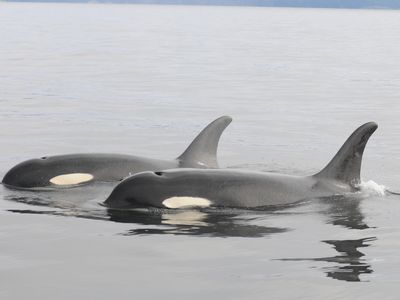 Southern resident killer whales

