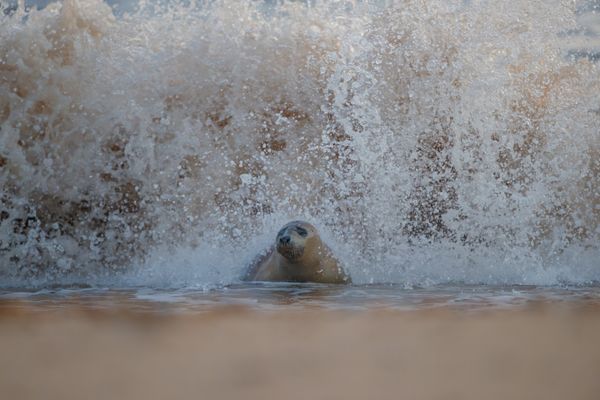 A young grey seal gets dumped by a wave thumbnail