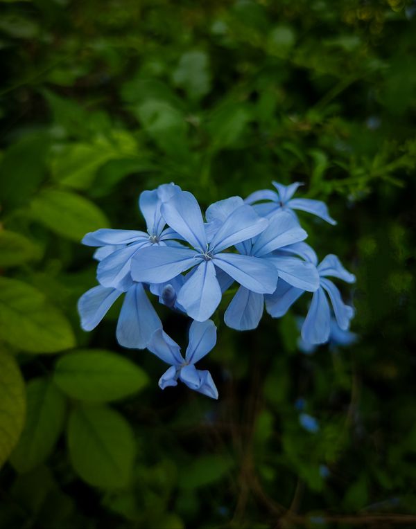 My blue flower thumbnail
