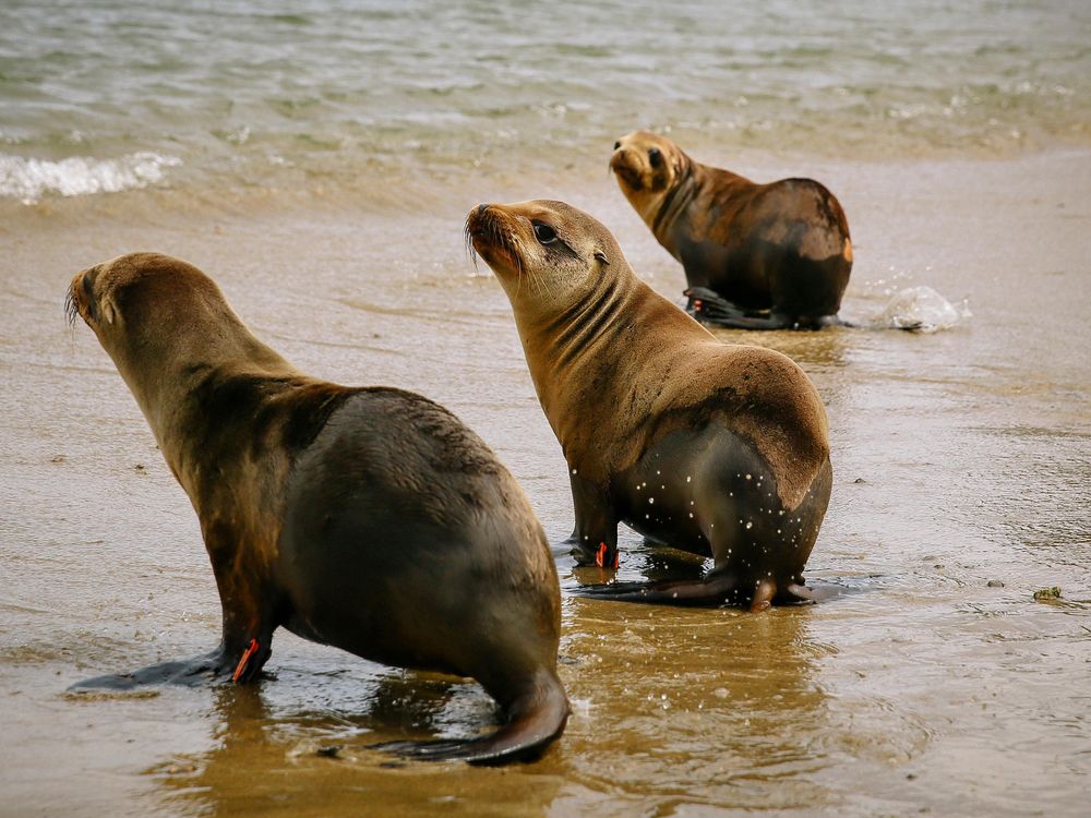 O. California sea lion release_Conner Jay.jpg