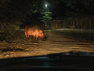 Pablo Escobar’s Abandoned Hippos Are Wreaking Havoc in the Colombian Jungle image