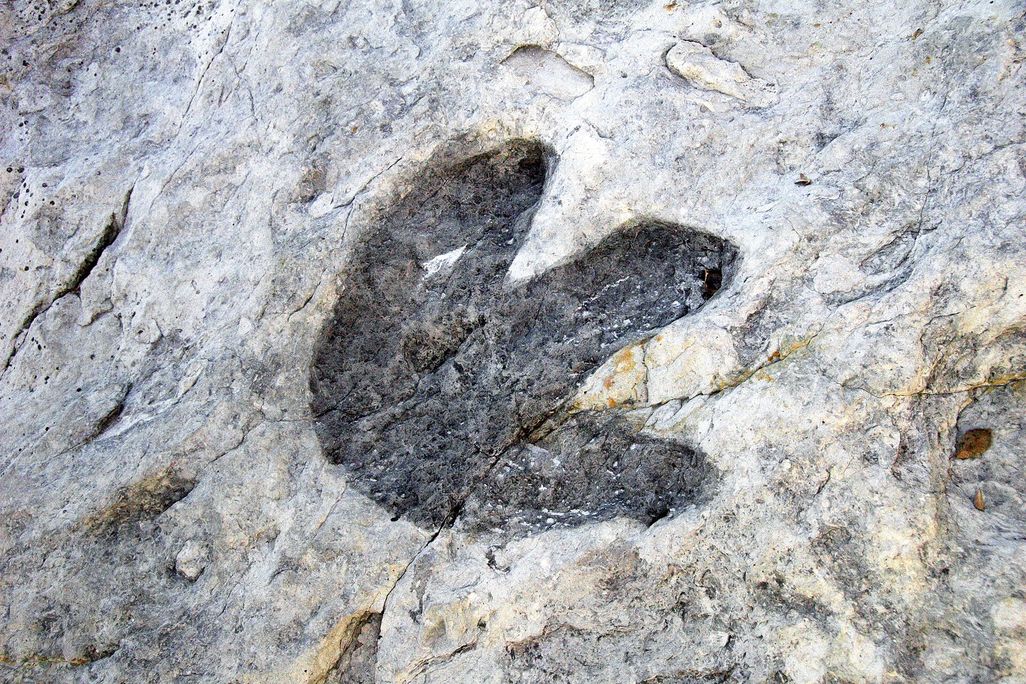 A three-toed footprint in a fossil