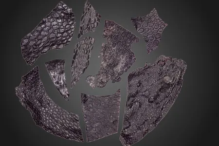 The earliest known fossil of epidermis was preserved due to unique circumstances.