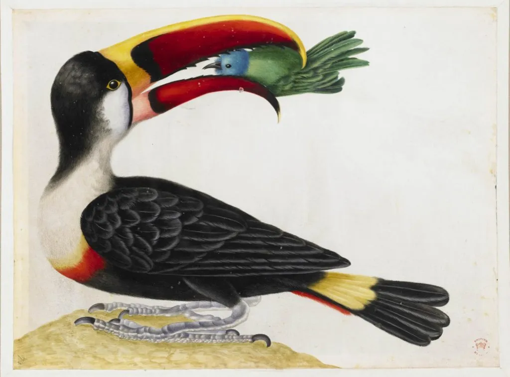 Toucan