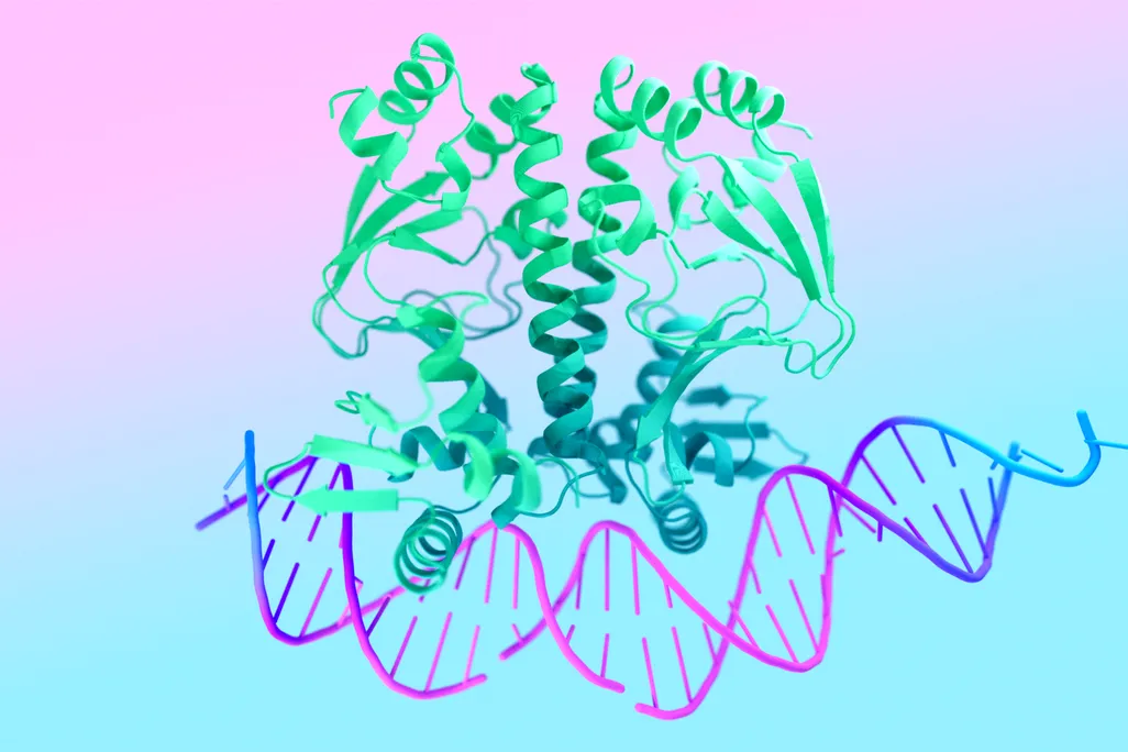 An image of a protein-DNA interaction, modeled by AlphaFold 3
