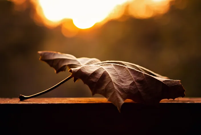 7 - The veins and curves of a fallen leaf are accentuated by the soft light of the setting sun.