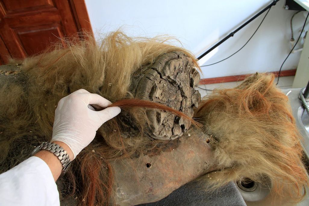 Gloved hand holding up a bit of hair from a dark brown blob