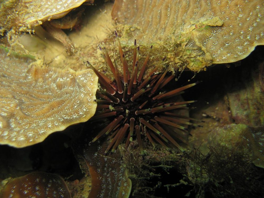 Echinometra viridis