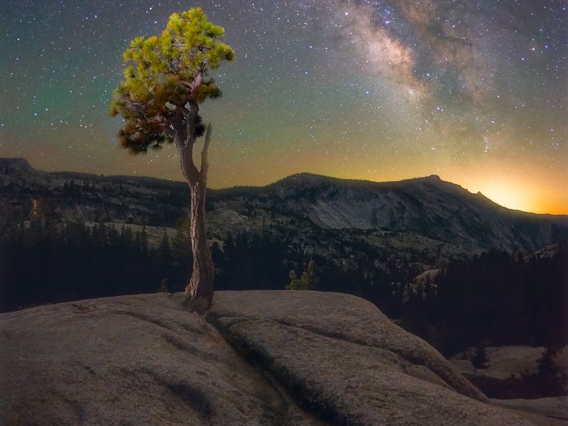 Lone Jeffrey Pine Tree Under the Stars in Yosemite ...