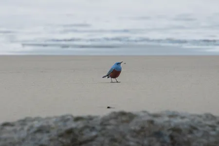 Michael Sanchez initially thought the bird was black, but he later realized how colorful it was when he got home and started processing the photos.