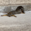 Why Are Squirrels 'Splooting' on Hot Days? icon