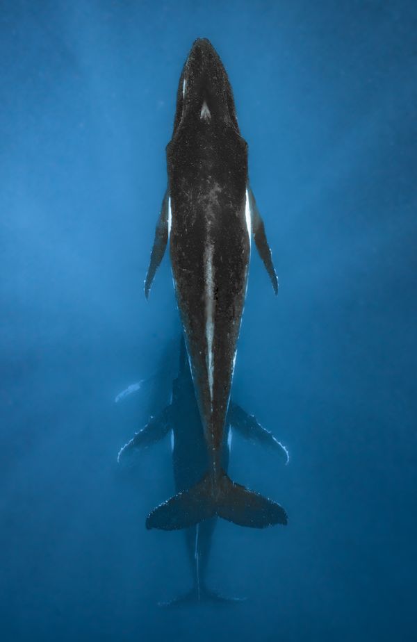 Three Humpback whales swim below the surface past Moorea island. thumbnail