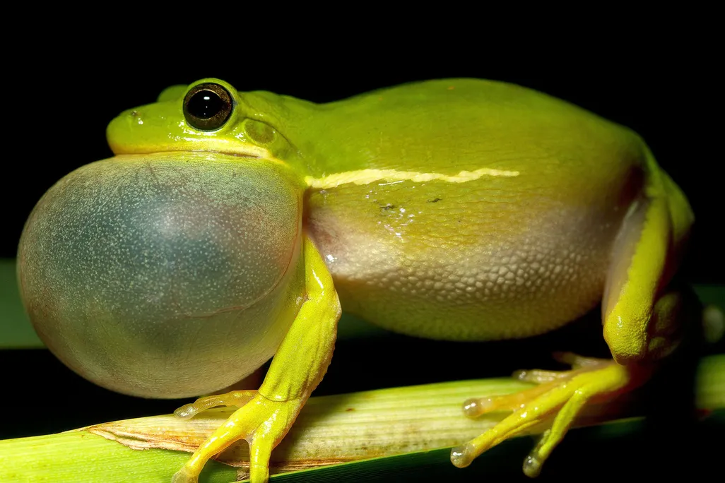 A green frog with a large bubble under its chin
