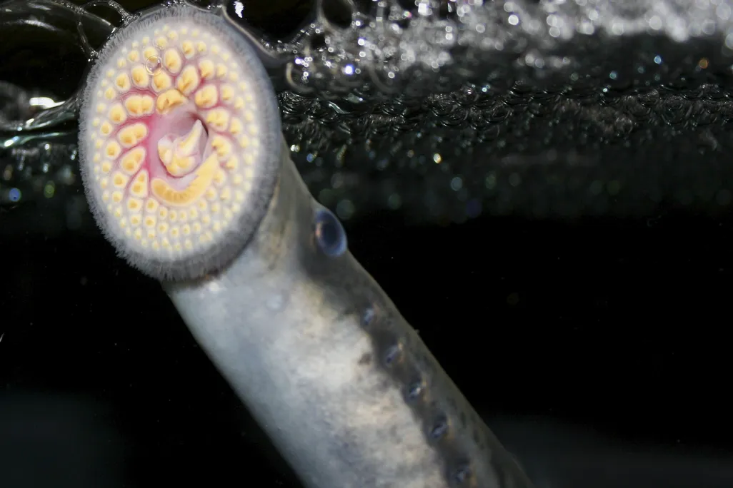 Sea lamprey mouth