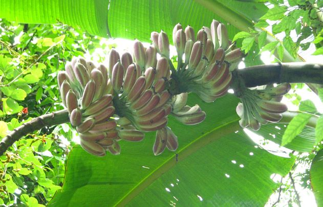 Yunnan wild banana (Musa itinerans)