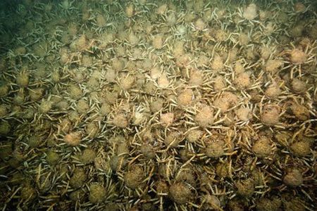 That's one big pile of crabs. 