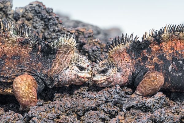 Marine Iguana Battle thumbnail